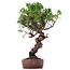 Juniperus chinensis Itoigawa, 26 cm, ± 18 anni, con interessanti jin e shari