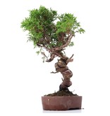 Juniperus chinensis Itoigawa, 26 cm, ± 18 jaar oud, met interessante jin en shari