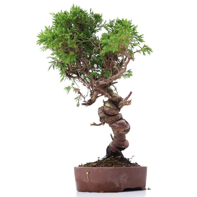 Juniperus chinensis Itoigawa, 26 cm, ± 18 Jahre alt, mit interessantem Jin und Shari