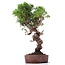 Juniperus chinensis Itoigawa, 26 cm, ± 18 años, con interesantes jin y shari