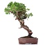 Juniperus chinensis Itoigawa, 26 cm, ± 18 anni, con interessanti jin e shari