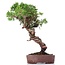 Juniperus chinensis Itoigawa, 26 cm, ± 18 jaar oud, met interessante jin en shari