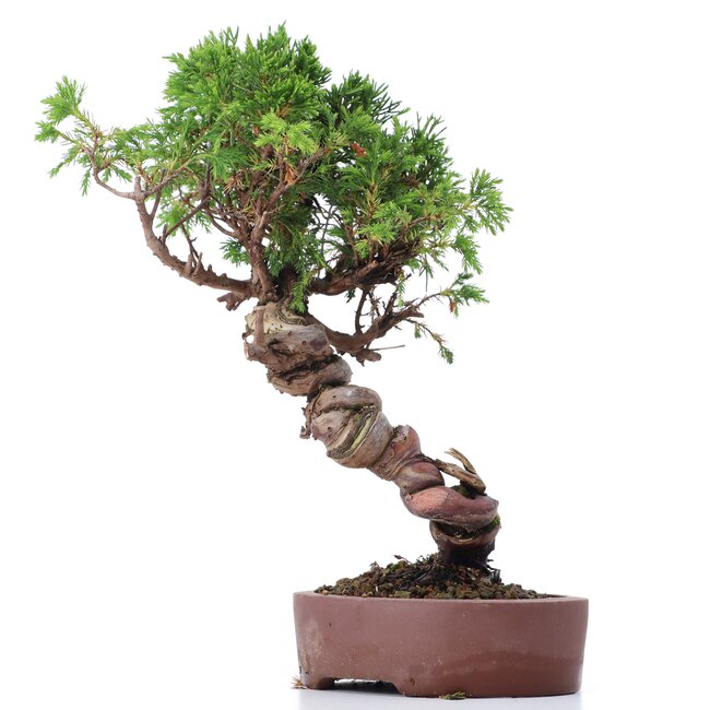 Juniperus chinensis Itoigawa, 26 cm, ± 18 anni, con interessanti jin e shari