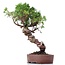 Juniperus chinensis Itoigawa, 26 cm, ± 18 anni, con interessanti jin e shari