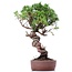 Juniperus chinensis Itoigawa, 26 cm, ± 18 anni, con interessanti jin e shari