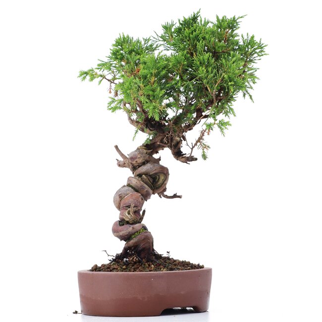 Juniperus chinensis Itoigawa, 26 cm, ± 18 anni, con interessanti jin e shari