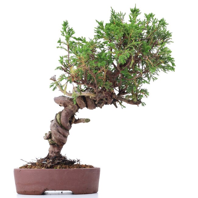 Juniperus chinensis Itoigawa, 25 cm, ± 18 Jahre alt, mit interessantem Jin und Shari