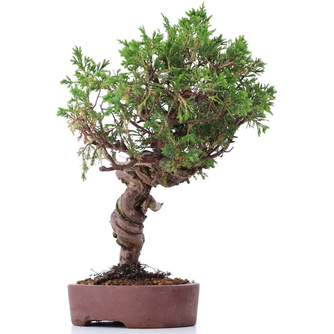 Juniperus chinensis Itoigawa, 25 cm, ± 18 ans, avec d'intéressants jin et shari