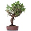 Juniperus chinensis Itoigawa, 25 cm, ± 18 anni, con interessanti jin e shari