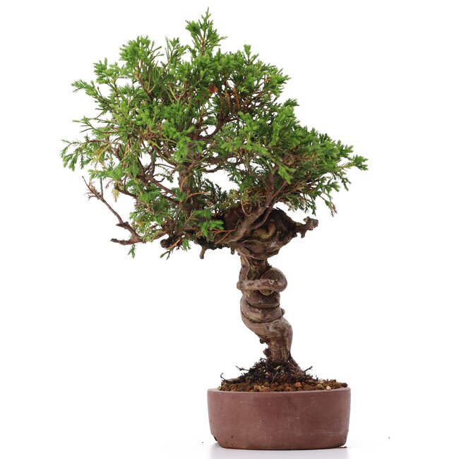 Juniperus chinensis Itoigawa, 25 cm, ± 18 años, con interesantes jin y shari