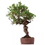 Juniperus chinensis Itoigawa, 25 cm, ± 18 anni, con interessanti jin e shari