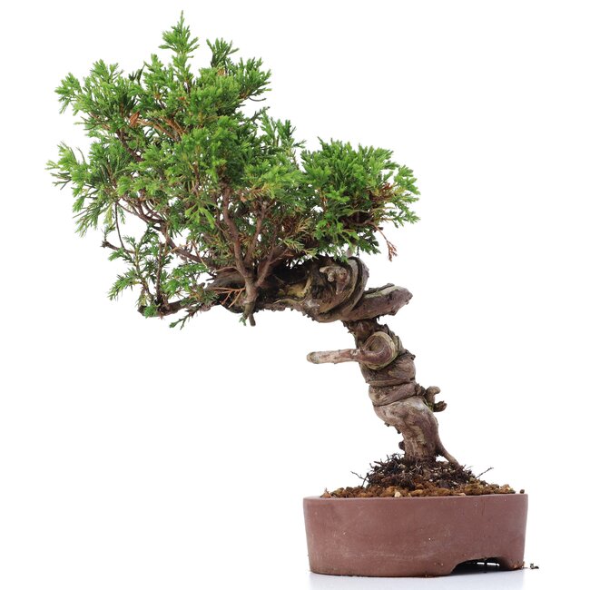 Juniperus chinensis Itoigawa, 25 cm, ± 18 ans, avec d'intéressants jin et shari