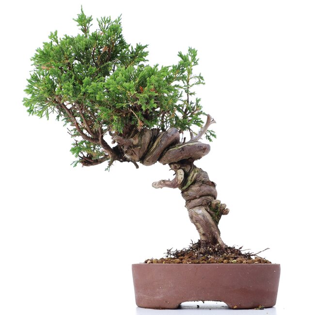 Juniperus chinensis Itoigawa, 25 cm, ± 18 Jahre alt, mit interessantem Jin und Shari