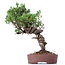 Juniperus chinensis Itoigawa, 25 cm, ± 18 jaar oud, met interessante jin en shari