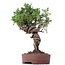 Juniperus chinensis Itoigawa, 25 cm, ± 18 jaar oud, met interessante jin en shari