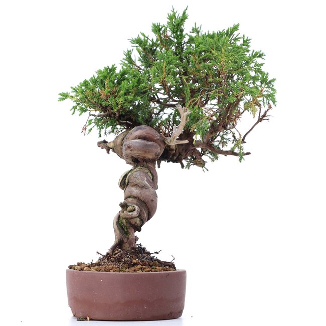 Juniperus chinensis Itoigawa, 25 cm, ± 18 jaar oud, met interessante jin en shari