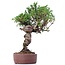 Juniperus chinensis Itoigawa, 25 cm, ± 18 anni, con interessanti jin e shari