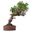 Juniperus chinensis Itoigawa, 25 cm, ± 18 años, con interesantes jin y shari