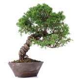 Juniperus chinensis Itoigawa, 23 cm, ± 18 jaar oud, met interessante jin en shari