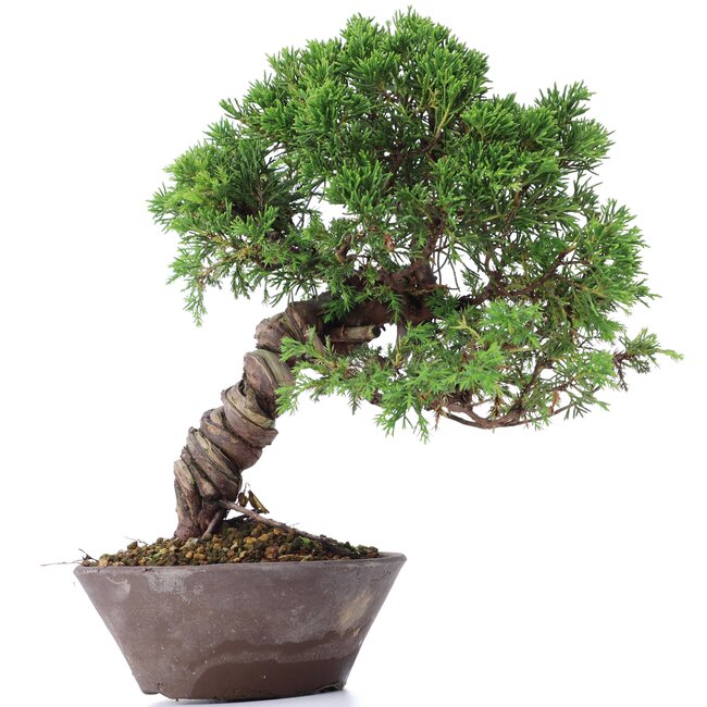 Juniperus chinensis Itoigawa, 23 cm, ± 18 jaar oud, met interessante jin en shari