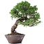 Juniperus chinensis Itoigawa, 23 cm, ± 18 anni, con interessanti jin e shari