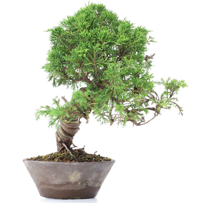 Juniperus chinensis Itoigawa, 23 cm, ± 18 años, con interesantes jin y shari