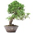 Juniperus chinensis Itoigawa, 23 cm, ± 18 jaar oud, met interessante jin en shari