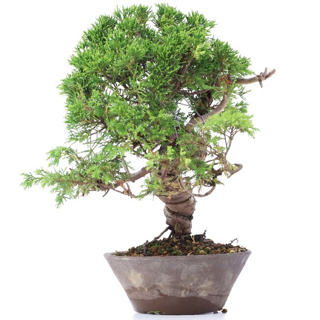 Juniperus chinensis Itoigawa, 23 cm, ± 18 ans, avec jin et shari intéressants