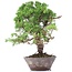 Juniperus chinensis Itoigawa, 23 cm, ± 18 jaar oud, met interessante jin en shari