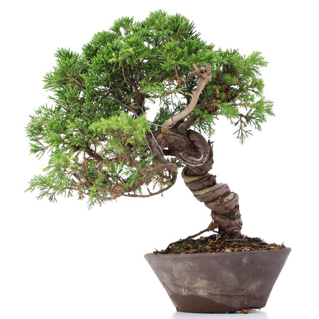 Juniperus chinensis Itoigawa, 23 cm, ± 18 ans, avec jin et shari intéressants