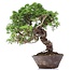 Juniperus chinensis Itoigawa, 23 cm, ± 18 anni, con interessanti jin e shari