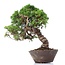 Juniperus chinensis Itoigawa, 23 cm, ± 18 anni, con interessanti jin e shari