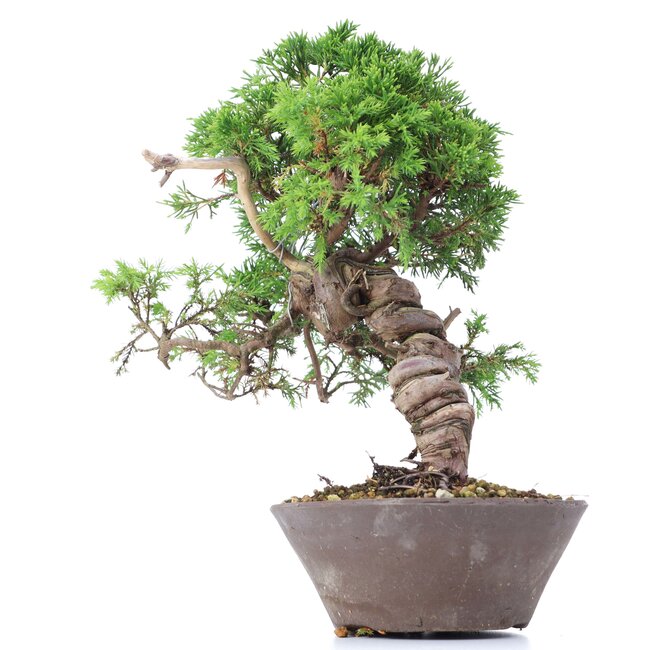 Juniperus chinensis Itoigawa, 23 cm, ± 18 años, con interesantes jin y shari