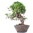 Juniperus chinensis Itoigawa, 23 cm, ± 18 anni, con interessanti jin e shari