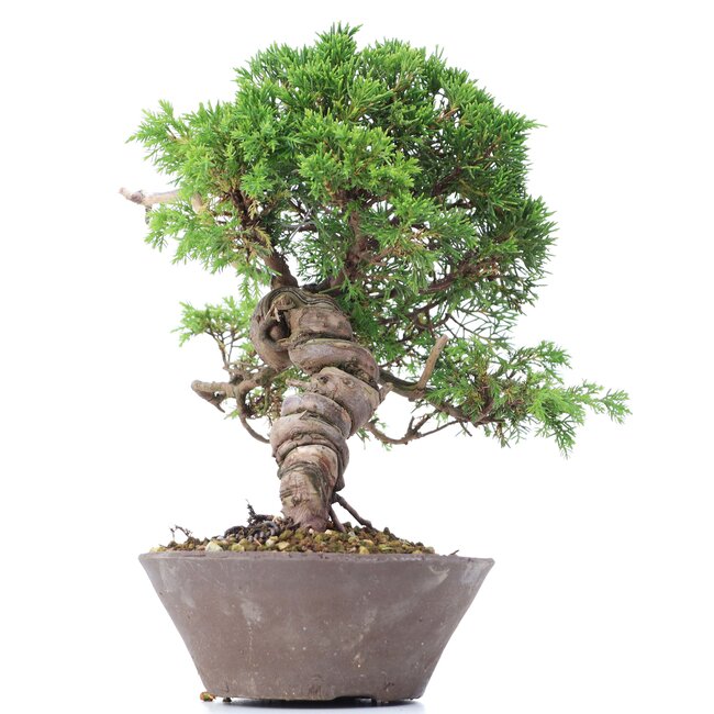 Juniperus chinensis Itoigawa, 23 cm, ± 18 ans, avec jin et shari intéressants