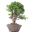 Juniperus chinensis Itoigawa, 23 cm, ± 18 jaar oud, met interessante jin en shari