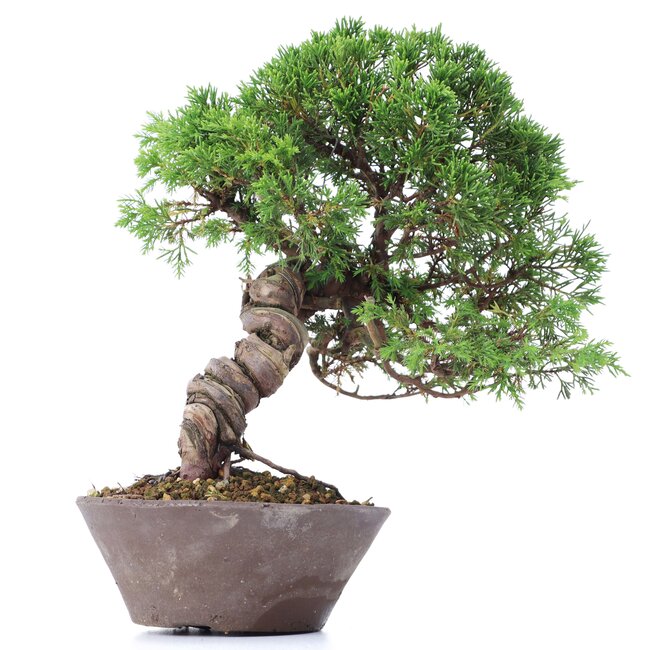 Juniperus chinensis Itoigawa, 23 cm, ± 18 years old, with interesting jin and shari