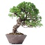 Juniperus chinensis Itoigawa, 23 cm, ± 18 jaar oud, met interessante jin en shari