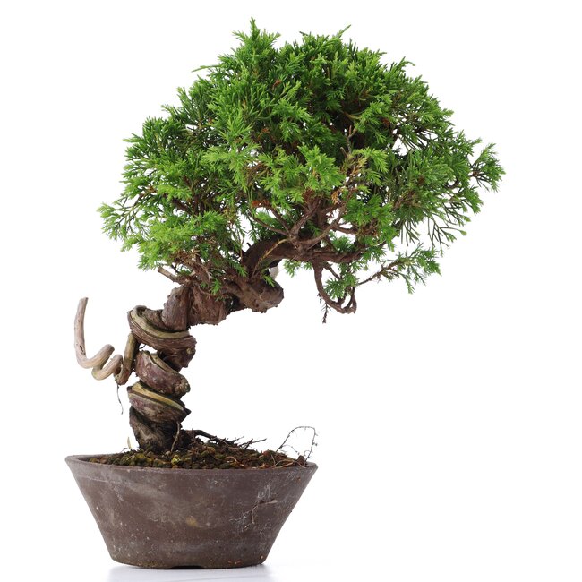 Juniperus chinensis Itoigawa, 25 cm, ± 18 jaar oud, met interessante jin en shari