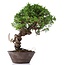 Juniperus chinensis Itoigawa, 25 cm, ± 18 años, con interesantes jin y shari