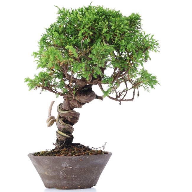 Juniperus chinensis Itoigawa, 25 cm, ± 18 años, con interesantes jin y shari