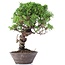 Juniperus chinensis Itoigawa, 25 cm, ± 18 anni, con interessanti jin e shari