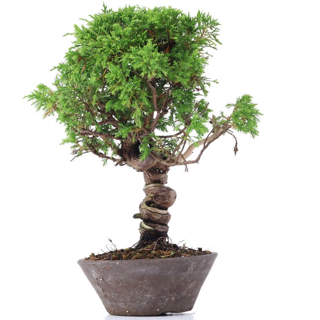 Juniperus chinensis Itoigawa, 25 cm, ± 18 ans, avec d'intéressants jin et shari