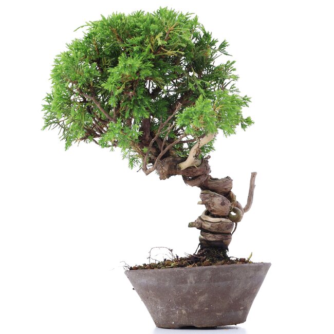 Juniperus chinensis Itoigawa, 25 cm, ± 18 ans, avec d'intéressants jin et shari
