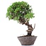 Juniperus chinensis Itoigawa, 25 cm, ± 18 anni, con interessanti jin e shari