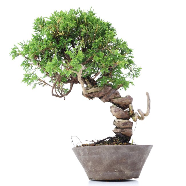 Juniperus chinensis Itoigawa, 25 cm, ± 18 ans, avec d'intéressants jin et shari