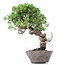 Juniperus chinensis Itoigawa, 25 cm, ± 18 anni, con interessanti jin e shari