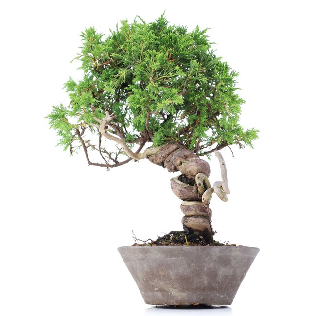 Juniperus chinensis Itoigawa, 25 cm, ± 18 ans, avec d'intéressants jin et shari