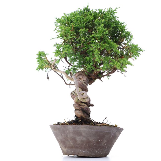 Juniperus chinensis Itoigawa, 25 cm, ± 18 ans, avec d'intéressants jin et shari
