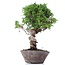 Juniperus chinensis Itoigawa, 25 cm, ± 18 anni, con interessanti jin e shari